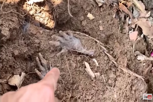 男子發現土裡有「小黑手」　摸牠秒翻面：賣岔我在散熱啦！