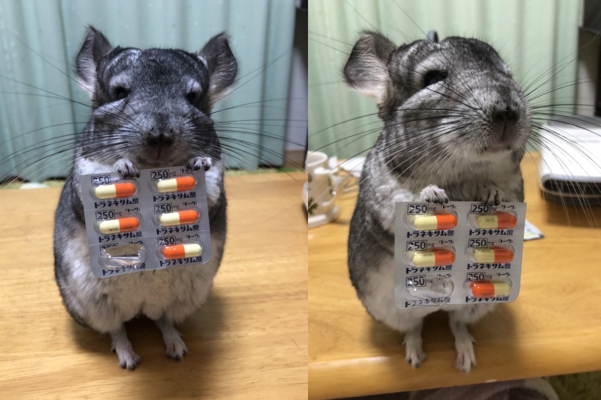 日本一隻龍貓提醒主人吃藥（圖／twitter@salutenchant）