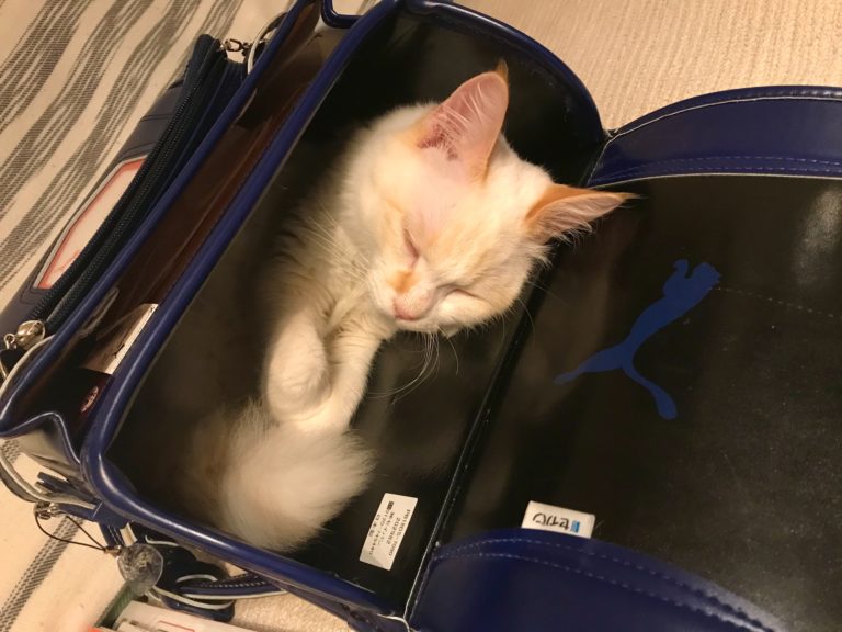 白貓在書包裡「躺好躺滿」呼呼大睡　頻妨礙小主人上學
