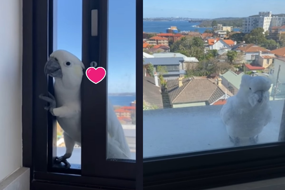 一對鸚鵡想私闖民宅（圖／翻攝自Youtube@Caters Clips）