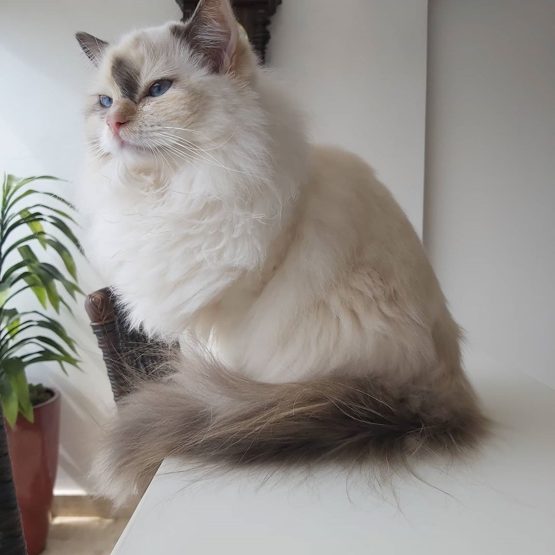 是一隻高貴漂亮的貓貓（圖／Instagram@nicolauandvalentinacats）