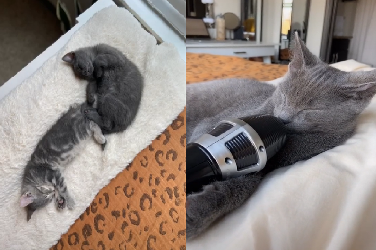 萌貓「捧著麥克風」酣睡，夢囈全被錄下來了！（圖／Tiktok＠kevinandcalvin）