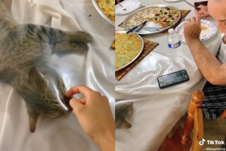 虎斑貓Echo趁大家吃飯時鑽進透明桌墊下（圖／翻攝自Tik tok@baethina）