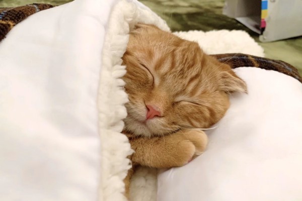 新睡床貓主子「一試就尬意」　塞好塞滿還會使用小枕頭！