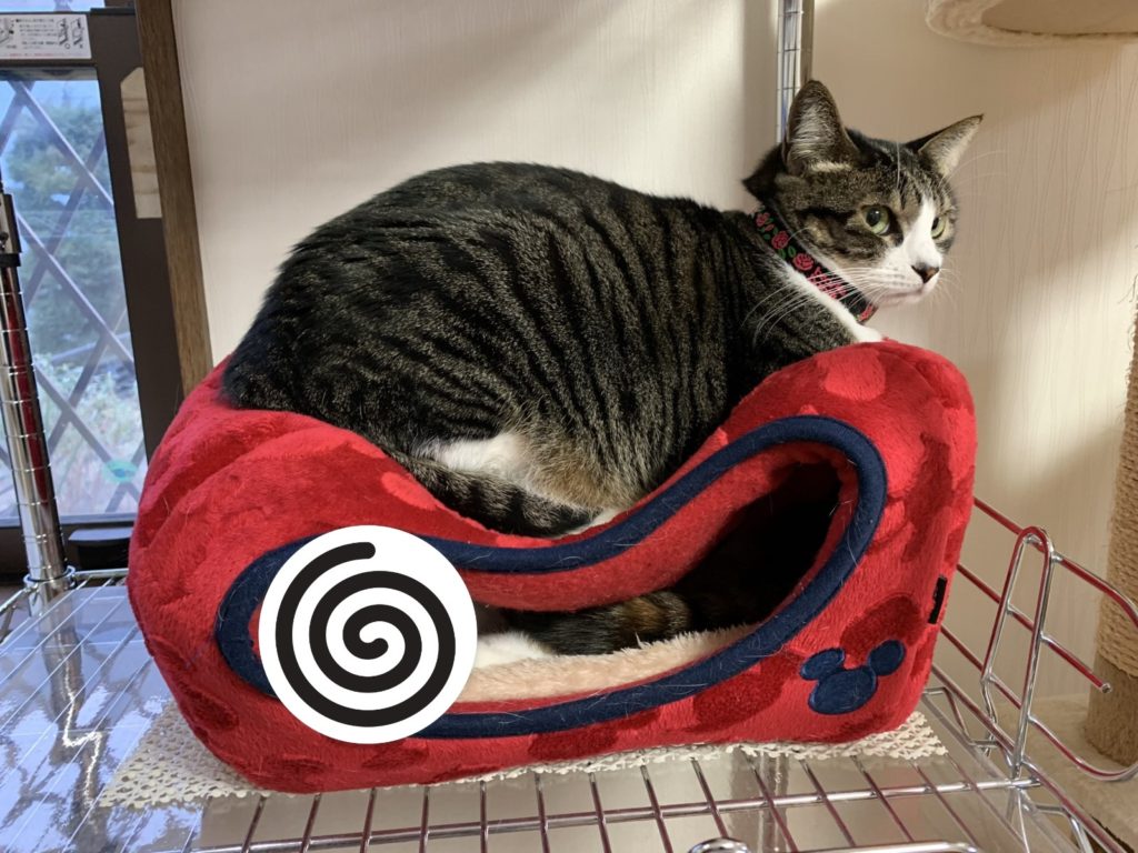 虎斑貓直接壓垮紅色貓窩（圖／twitter＠mifuyu_916）