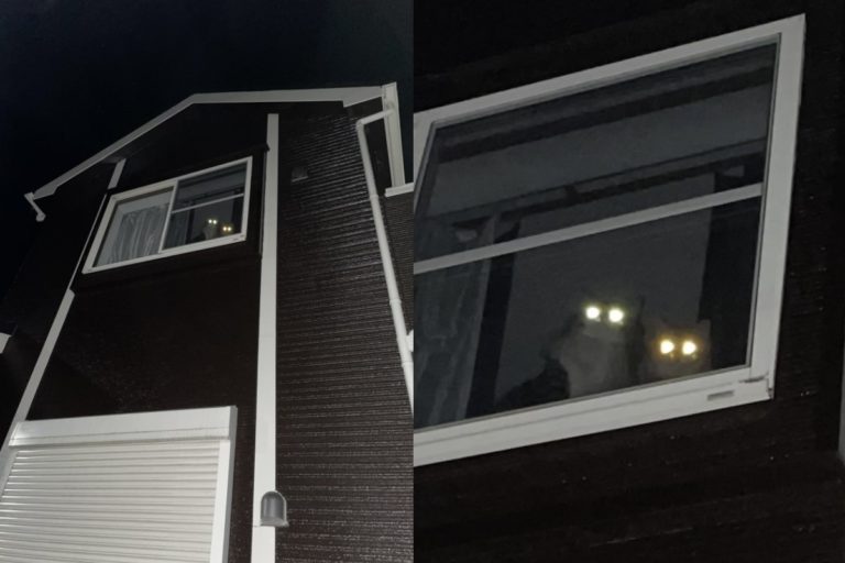日本一飼主回家時，驚見愛貓在窗邊俯視自己（圖／twitter@DOG48181219）