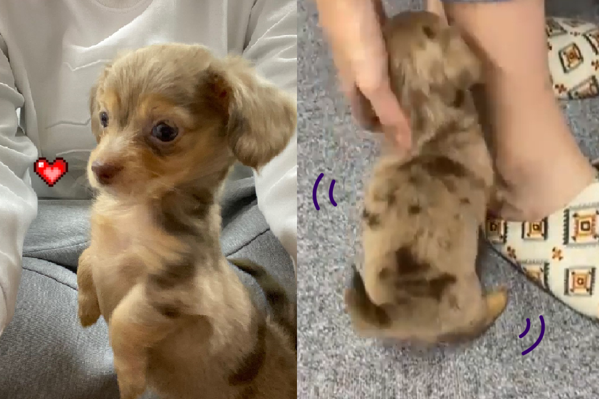 短腿幼犬腳邊繞，搖搖晃晃超可愛！（圖／Instagram＠tamao_elengine）