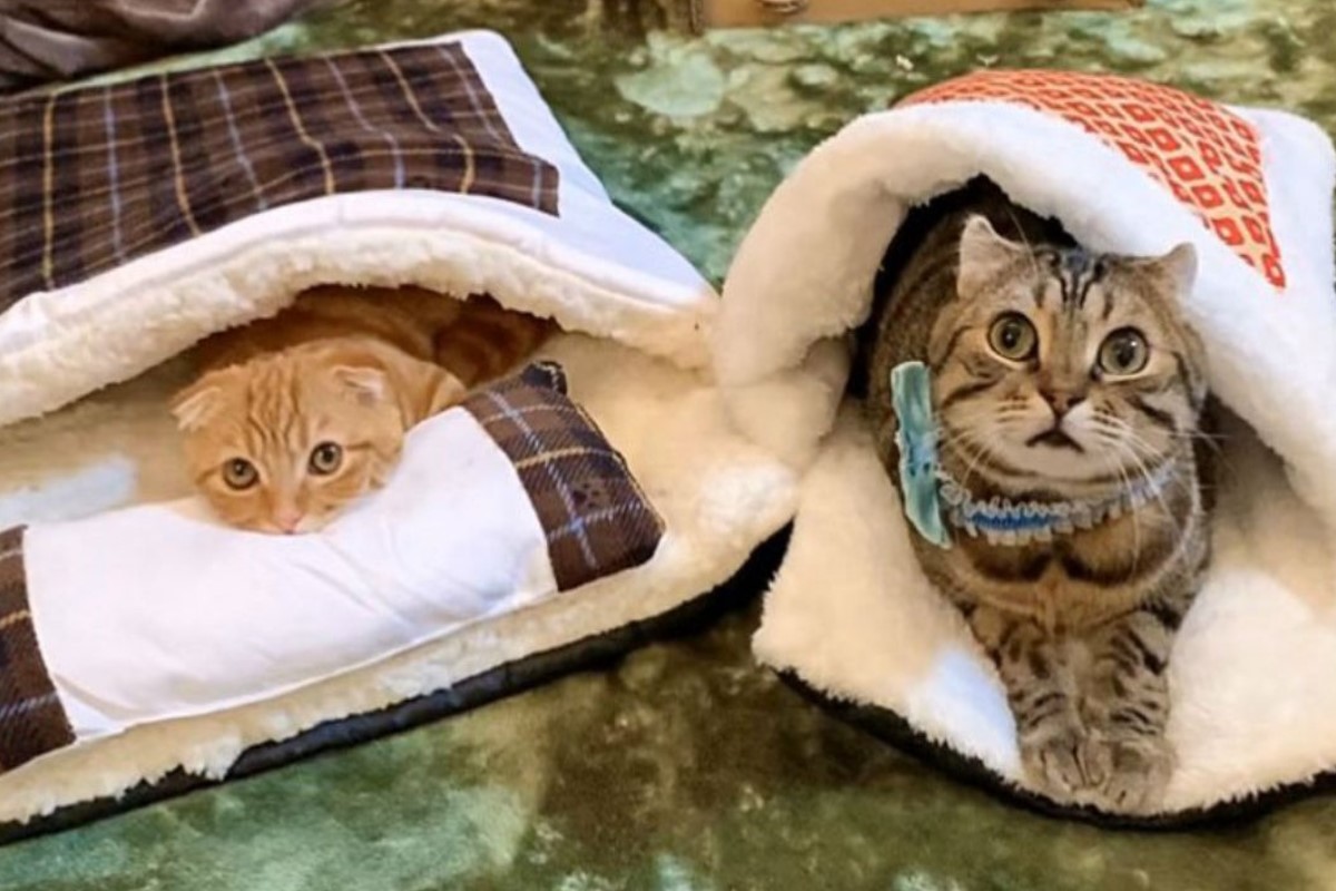 日本一貓奴買的睡床很受到主子的喜愛（圖／twitter@hinako_munchkin）