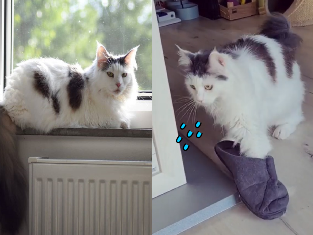 短瀏海貓貓嘗試穿拖鞋，不停左右踉蹌倒退嚕（圖／Instagram＠kittys_maine_coon_prinzess）