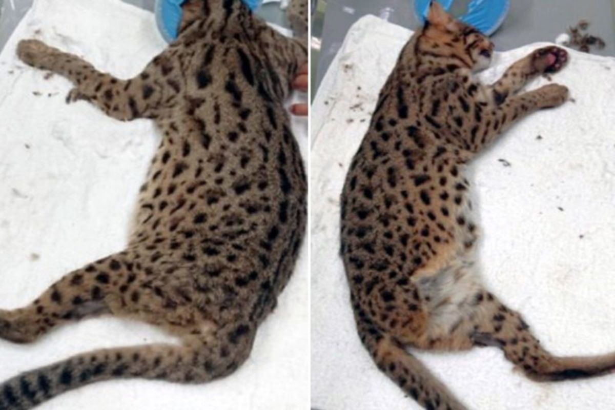 4歲雌性石虎「飛飛」逃脫北市動物園，右後腳因傷重截肢。（圖／台北市立動物園提供）