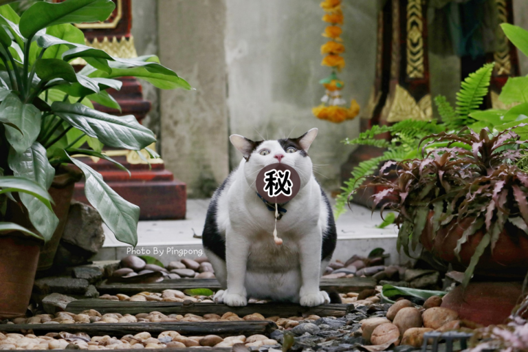 泰國攝影師拍下貓咪連環嘔吐瞬間，引起網友熱烈討論！（圖／FB＠Attapol Pleanpichitr）