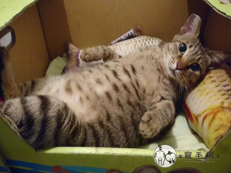 影／虎斑貓躺紙箱饋魚抱枕　媽嘆：每天睡到不省貓事！
