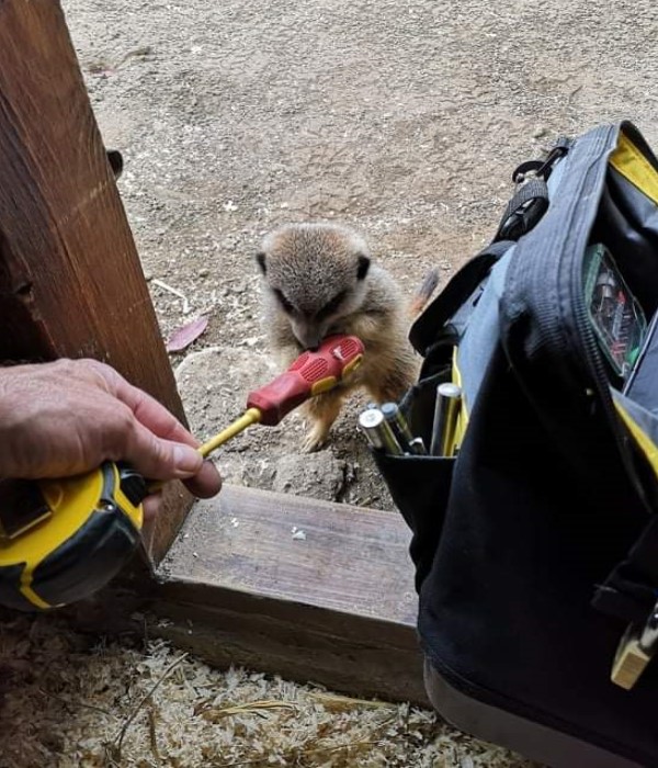 水電工到動物園工作　遇狐獴好奇「檢查」：我來幫忙！