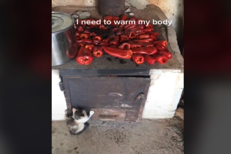 一隻小貓在壁爐前伸手「保暖」（圖／翻攝自Tik tok＠nikolaymavrodiev）