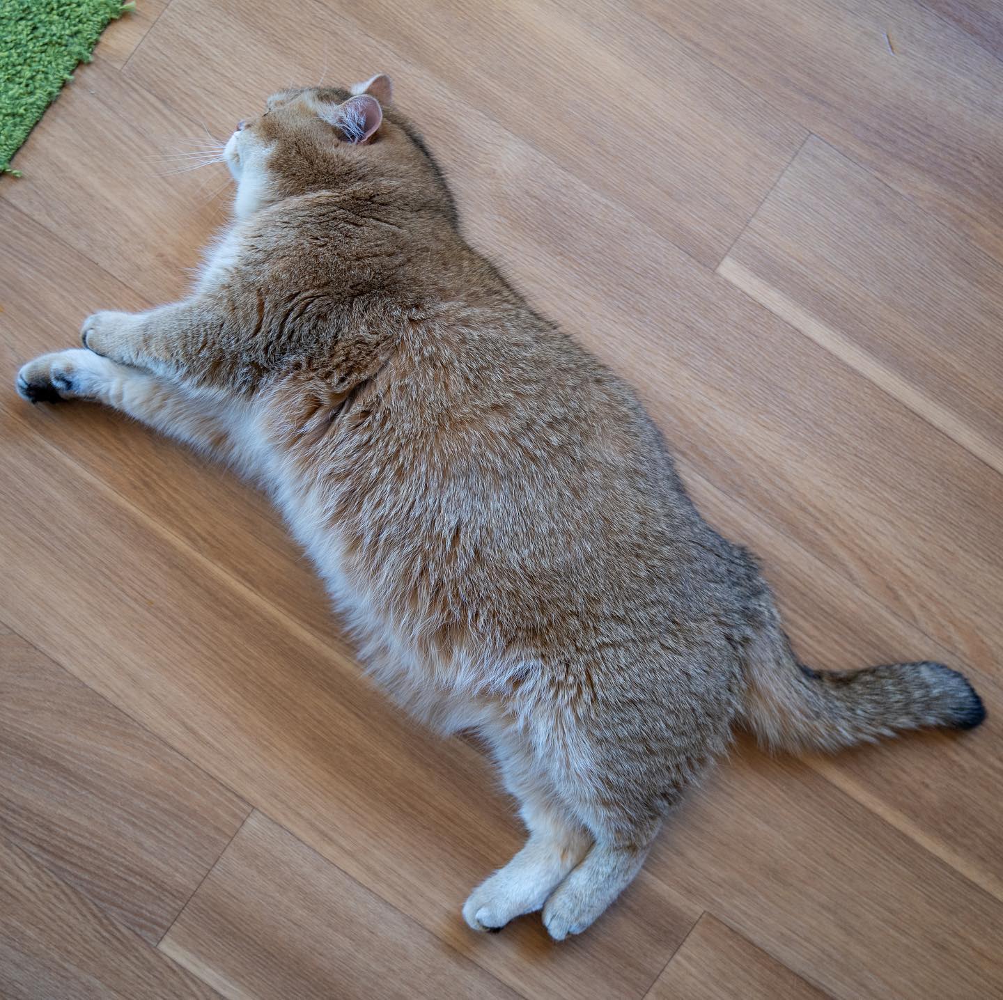 有著一個欠揉的肥肚肚（圖／Youtube＠Hosico Cat）