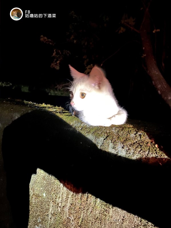 上山遇見小白貓　沿路賣萌撒嬌「躺好躺滿」網：撿到寶！