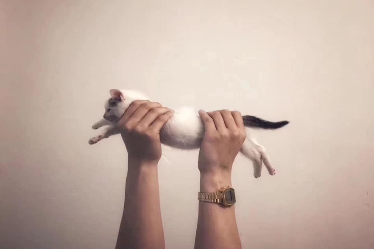 網友分享貓主子長大的演變史照片，引起許多網友熱烈喜愛（圖／網友Ｍaone Fu授權提供）