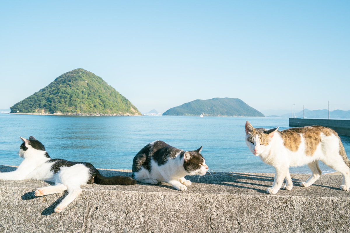 一隻貓曬太陽曬到睡著，竟突然被踩身而過（圖／Twitter@mitsuyuka_lp）