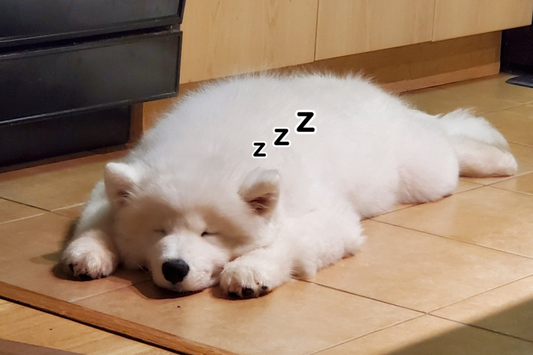 薩摩耶犬大字型趴地睡，可愛模樣萌翻網友！（圖／Twitter@setox8）