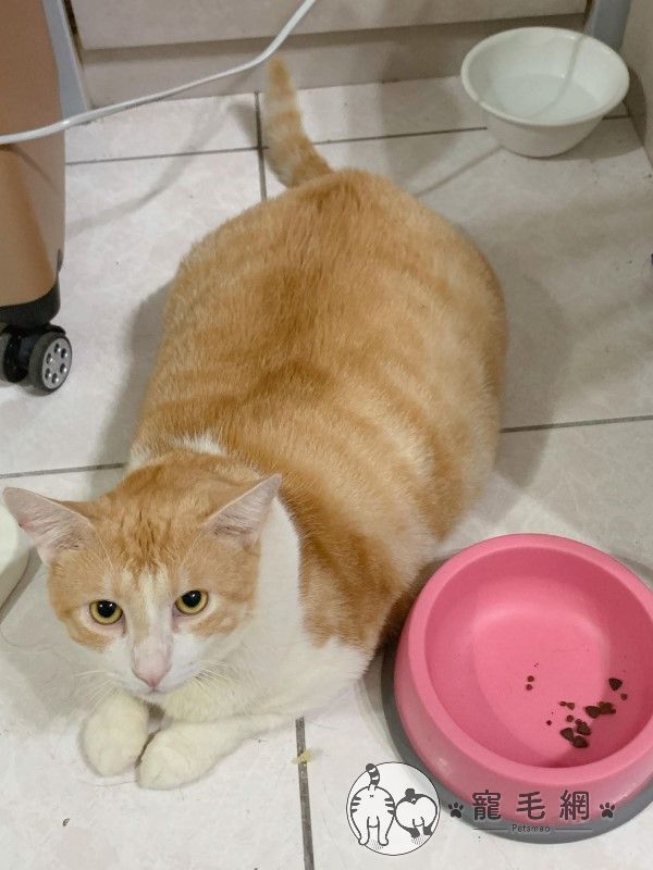 橘白貓回台一年從霸氣小子變胖大叔　網笑：台灣伙食好！