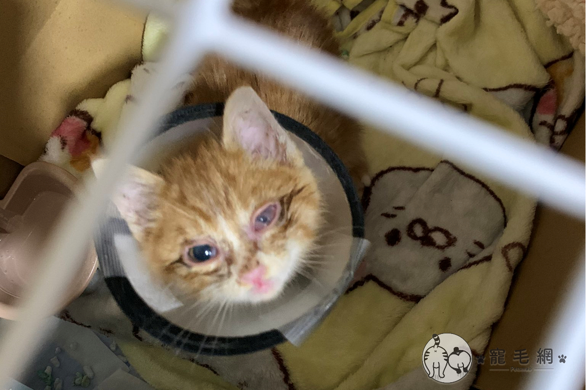 日本一名女子收容一隻被遺棄小橘貓，看牠眼睛發炎很可憐就撿回家照顧（圖／Twitter@neconecomirin授權）