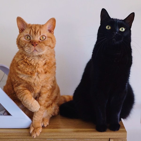 黑貓與洗窗大叔另類好朋友　終於面對面相見歡啦！