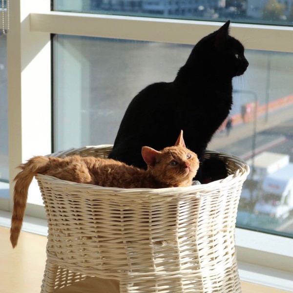 黑貓與洗窗大叔另類好朋友　終於面對面相見歡啦！