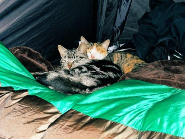 露營睡到一半驚覺腳很沉重下一秒果然拍到「超毛身影」！