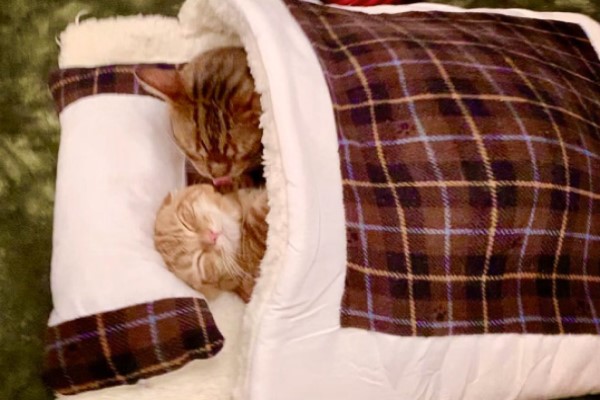 新睡床貓主子「一試就尬意」　塞好塞滿還會使用小枕頭！