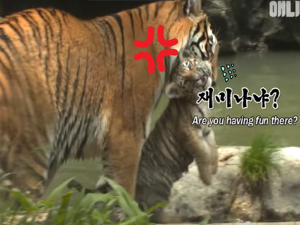 好奇虎寶「趴趴造」！憂慮虎媽跟牢牢！（圖／Youtube＠SBS TV동물농장x）