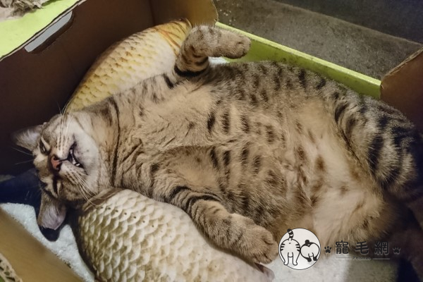 影／虎斑貓躺紙箱饋魚抱枕媽嘆：每天睡到不省貓事！