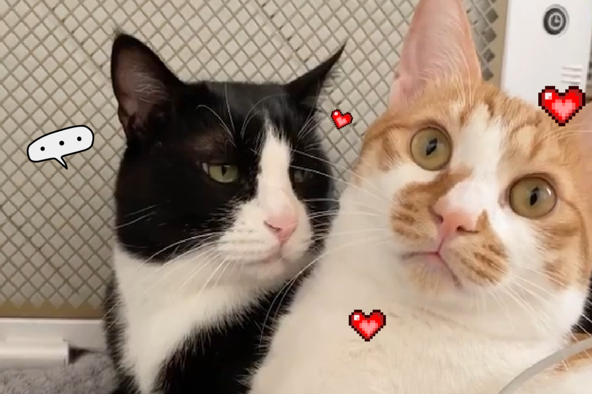 橘白貓發出奶萌喵聲，背後突然一道「鄙視眼神」射來！（圖／Instagram＠seo_dung_e）