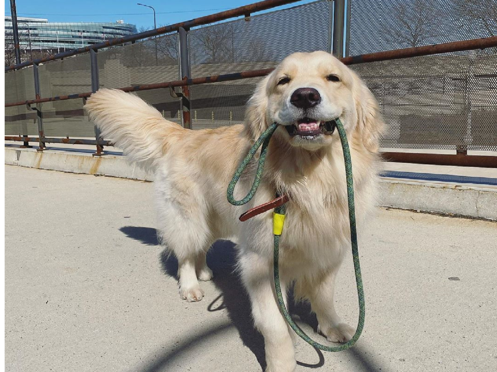 主人為防疫不出門，想散步的金金自想奇招（圖／Instagram＠maui_thegoldenpup） 