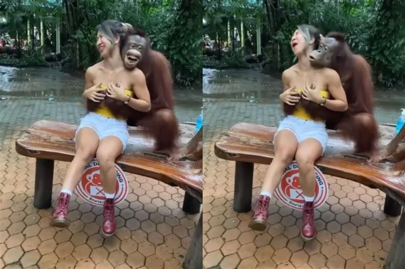 紅毛猩猩騷擾正妹！20秒「激吻影片」瘋傳　網友暴動笑瘋