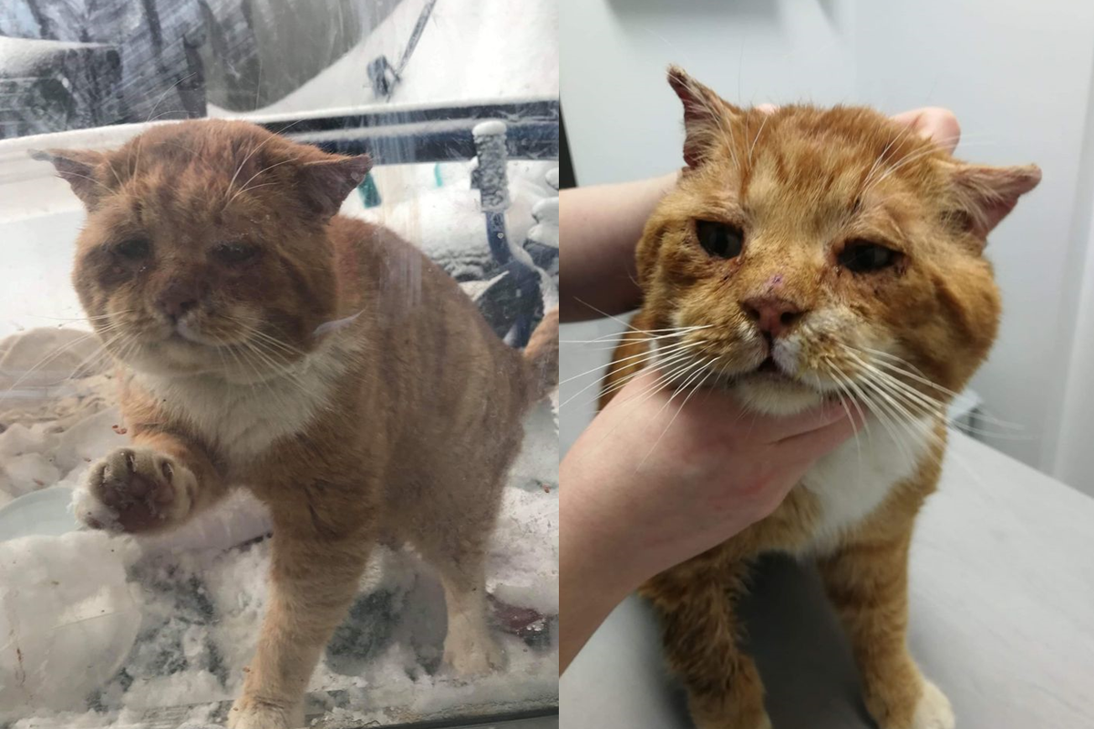 下雪過後一隻憔悴的橘貓出現在民眾家門口。（圖／FB＠One cat at a time）