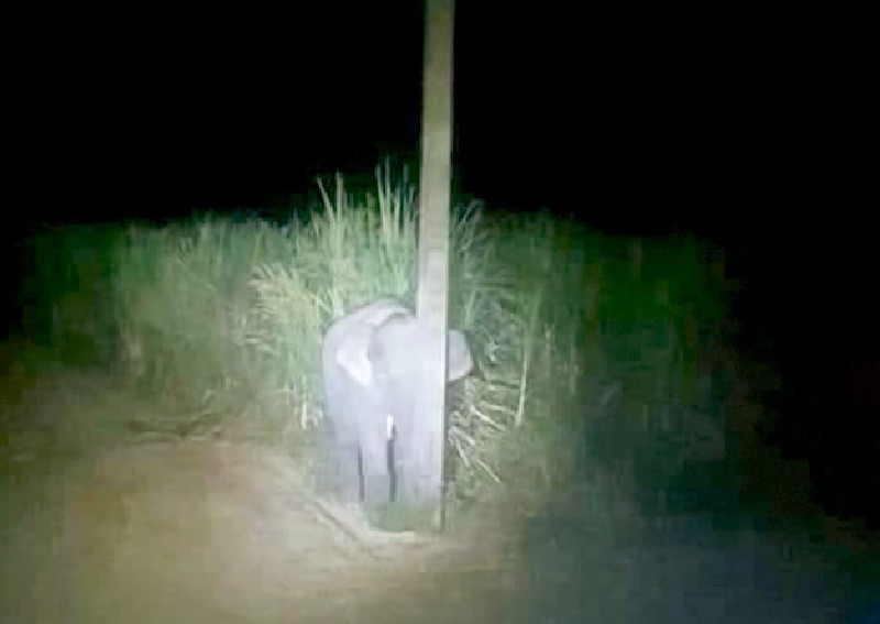 躲電線桿也擋不住啦！泰國小象因偷吃甘蔗被逮太萌而爆紅