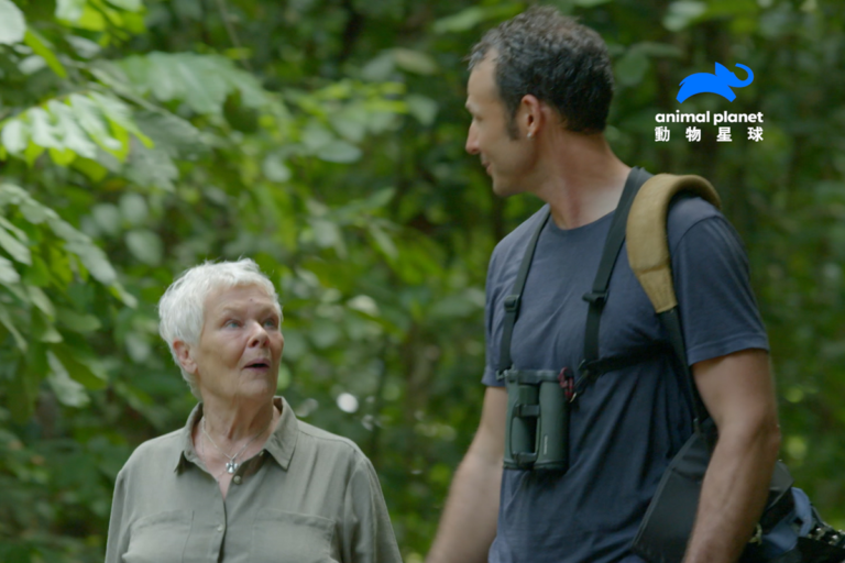 影后茱蒂丹契深入原始熱帶雨林　造訪紅毛猩猩的家園

