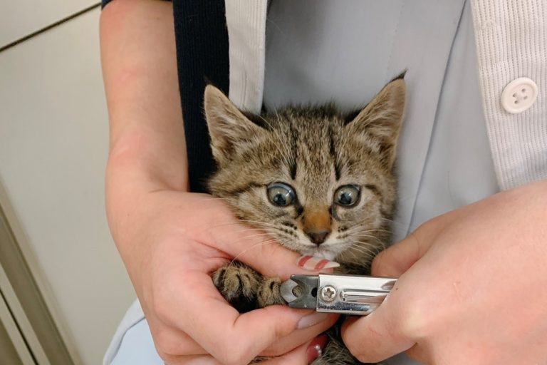 虎斑小貓第一次剪指甲，相當吃驚！（圖／Twitter@CatdoctorU）