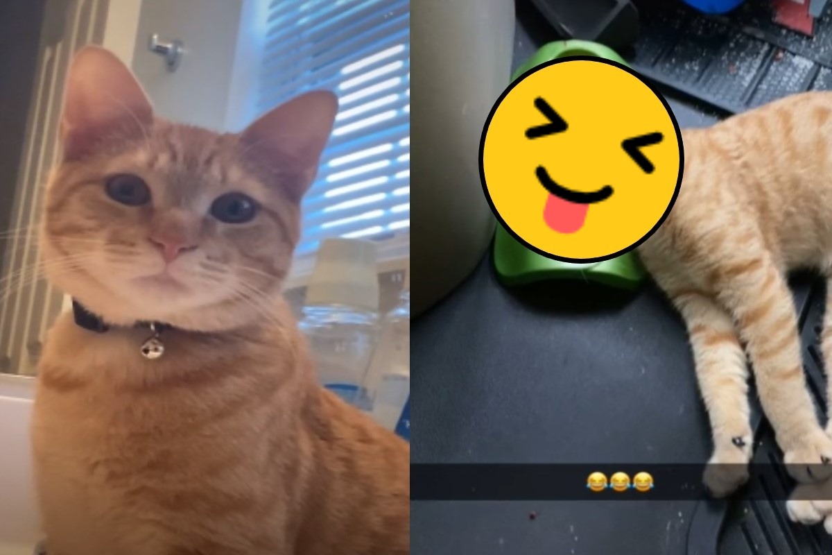 國外一隻橘貓日前發生驚人的睡姿（圖／翻攝自Tik tok@jesseshults）