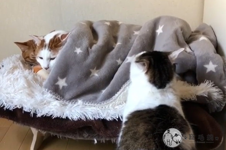 2隻貓在貓窩蓋被被「饋修」，出現另隻胖貓自動黏過去。（圖／IG@kibimomo授權）