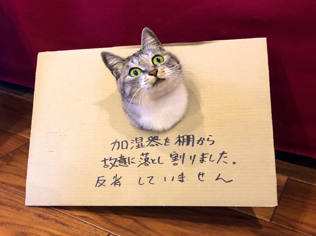 貓貓頑皮破壞加濕器，主人自製認罪牌頭套（圖／Twitter＠kokonananya）