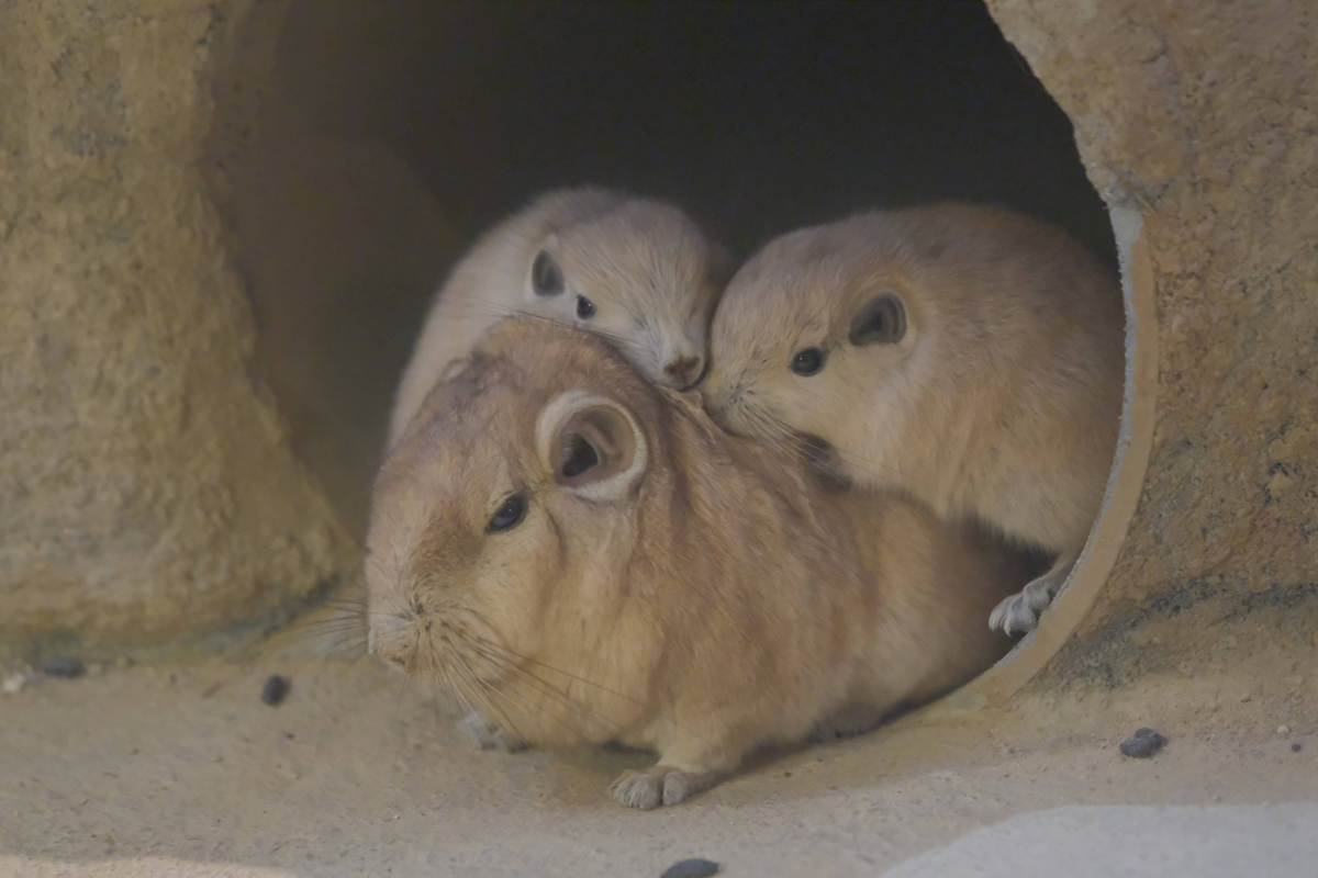 兩隻調皮梳齒鼠寶寶，不斷纏著爸爸邀玩！（圖／Twitter@prairie_for_you）