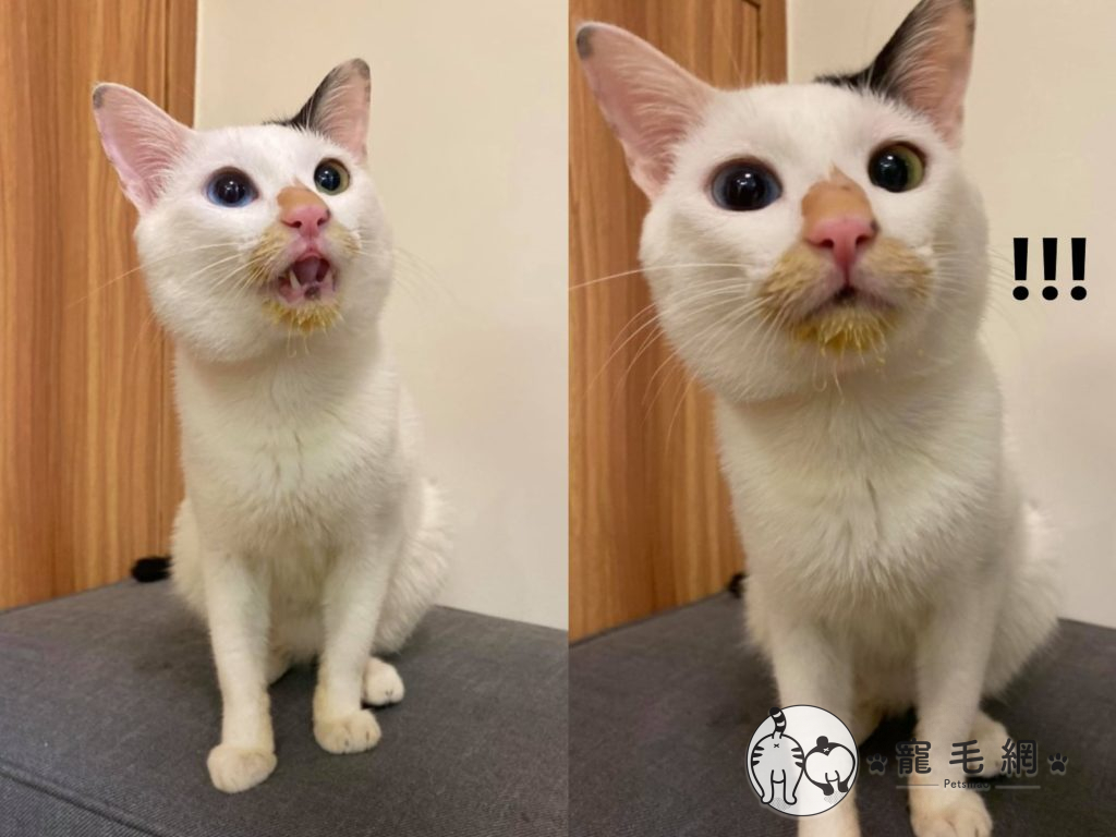 黑白貓「咕咪」偷喝南瓜湯沒擦嘴，竟然變成「三花貓」（圖／粉專小綿羊恩珠 & 咕咪喵授權提供）