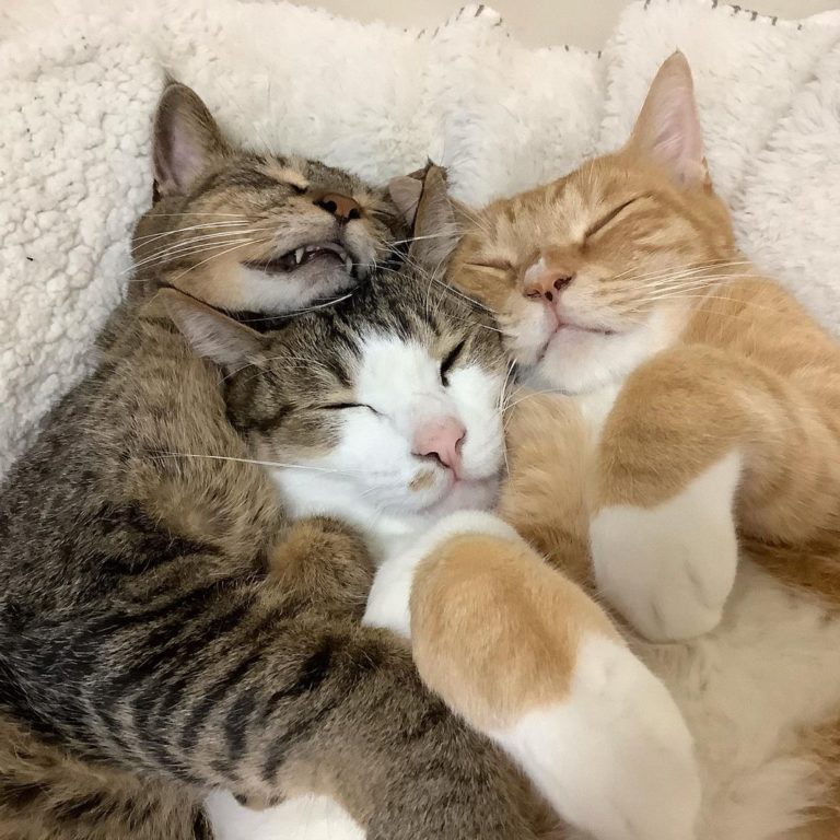 哇哇哇抱在一起睡了！！（圖／Instagram＠go_home_loa）