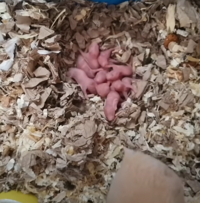 第一天：一窩無毛的小肉球（下方是鼠媽離開覓食的屁屁）（圖／Youtube＠KumaQQ）