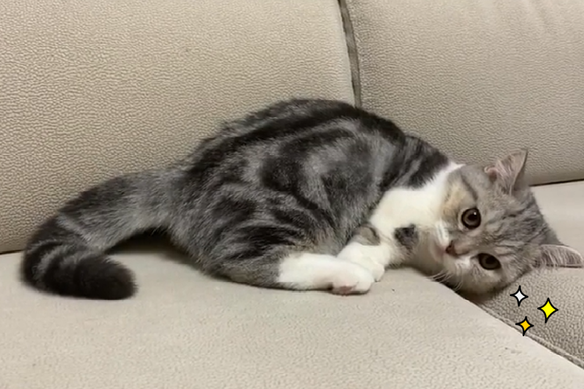 主人盯著一直看，傲嬌貓貓「鰻魚式扭動」轉另一邊（圖／Instagram＠obokcat）