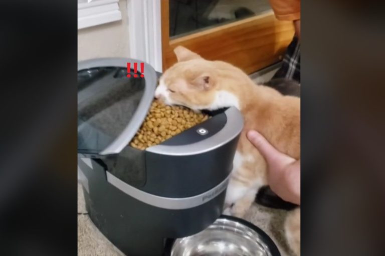 奴才剛填滿自動餵食器　吃貨橘貓激動大嗑：好餓啊！
