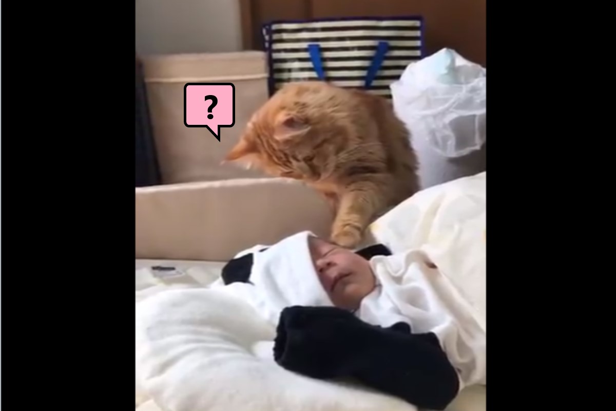 日本一隻橘貓初見新生兒，感到非常好奇（圖／twitter＠SANO_SANO_SANO_）