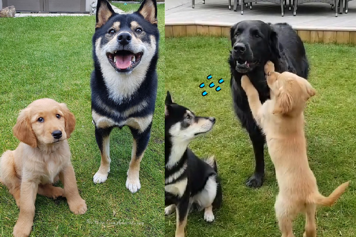 三隻狗狗坐下準備領零食，一隻頑皮小奶汪突然按捺不住、破壞隊形想玩了！（圖／Instagram＠mr.hiro.gus.adventures）