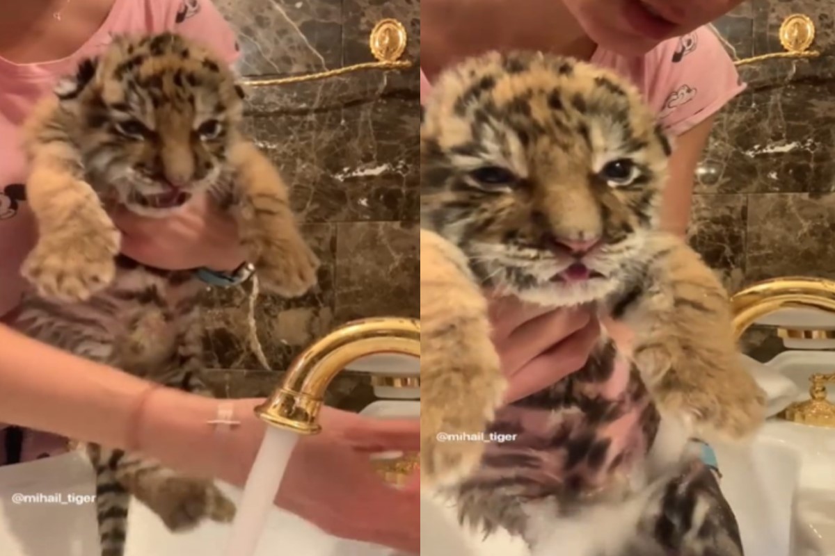 小虎寶寶被洗屁屁時一臉呆萌（圖／IG＠mihail_tiger）